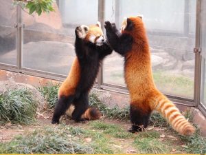 Угрожающая поза красной панды фото